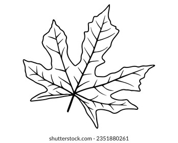 Hand Drawn Leaves Line Art Illustration