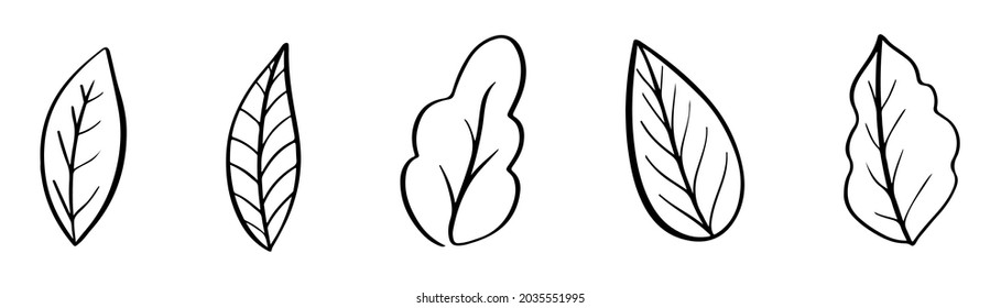 Hand drawn leaves. Outline leaf icons set. Transparent autumn symbol
