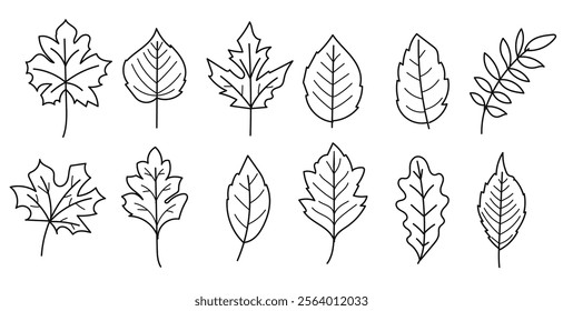 Hand drawn leaves outline with palm leaf,maple leaves collection.Vector illustration