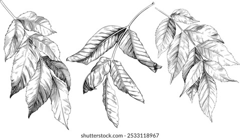 Hand drawn leaves set. Black and white engraved ink art branch collection. Isolated leaf illustration element on white background.