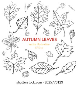 Hand drawn leaves set isolated on white background. Black line art. Vector illustration