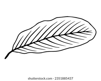 Hand Drawn Leaves Sketch Line Art Illustration