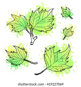Hand drawn leaves of a sycamore on yellow and green textured backgrounds. Maple leaves on the different stages of grows. 