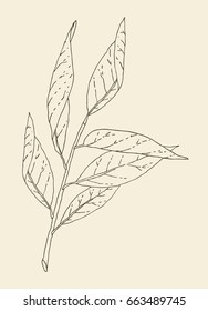 Hand drawn leaves tree branch outline sketch. Vector nature illustration in vintage brown isolated over beige.