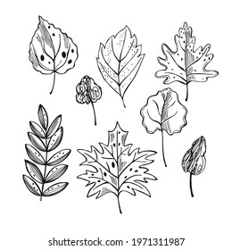Hand drawn leaves of trees.  Vector sketch  illustration.