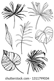 Hand drawn leaves of tropical plants. Black outline set isolated on white background. Philodendron, banana, monstera, palm leaf. Vector set of leaves.