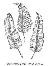 Hand drawn leaves of tropical plants banana. Botanical drawing of exotic leaves. Exotic object floral illustration isolated on white background. Vector illustration in sketch style.