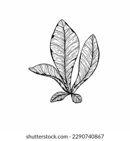 Hand drawn leaves various plants .Graphic botanical illustration style natural sciences and illustrations