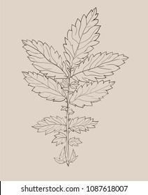 Hand Drawn Leaves Vector Illustration, Ink leaf