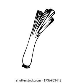 Hand drawn leeks isolated on a white background. Doodle, simple outline illustration. It can be used for decoration of textile, paper and other surfaces.