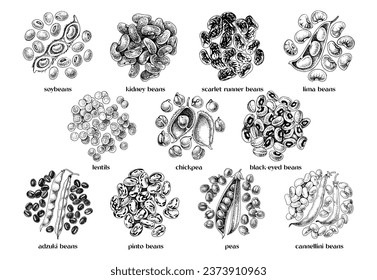 Handgezeichnete Leguminosen-Vektorgrafik