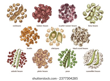 Hand drawn legumes vector set