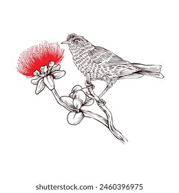 hand drawn lehua bird and flower sketch in engraving style Vector Illustration