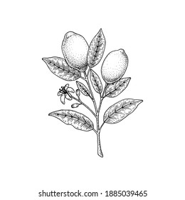 Hand drawn lemon branch isolated on white background. Vector illustration in sketch style. Immunity booster plant