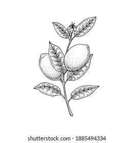Hand drawn lemon branch isolated on white background. Vector illustration in sketch style. Immunity booster plant