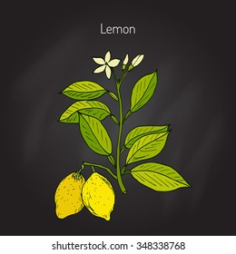 Hand drawn lemon branch. Vector illustration