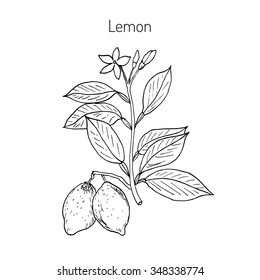 Hand drawn lemon branch. Vector illustration