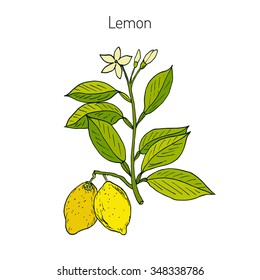 Hand drawn lemon branch. Vector illustration