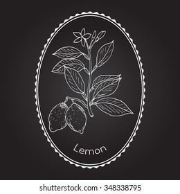 Hand drawn lemon branch. Vector illustration