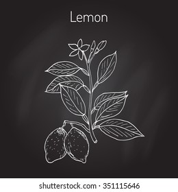 Hand drawn lemon branch. Vector illustration