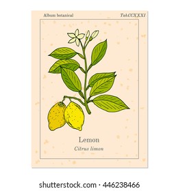 Hand drawn lemon branch. Vector illustration