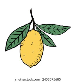 Hand drawn lemon. Citrus on branch in engraving style. Nature summer food. Vector minimalistic sketch colored botanical illustration