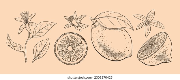 Hand drawn lemon collection. Outline citrus fruit with flowers and leaves. Vector illustration.