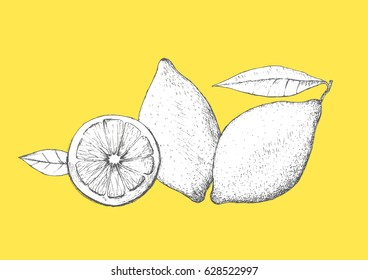Hand drawn lemon composition. White and yellow