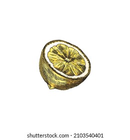 Cortar limón dibujado a mano a la mitad en el estilo de esbozo de color, ilustración vectorial aislada en fondo blanco. Frutos cítricos con grabado.