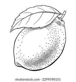 Hand drawn lemon etching. Outline citrus fruit engraving isolated on white background. Vector illustration.
