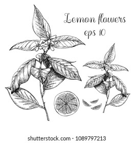 Hand drawn lemon flowers