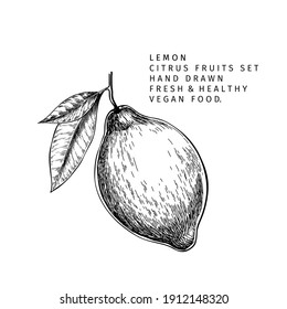 Rama de fruta de limón dibujada a mano. Ilustración vectorial grabada. Planta exótica de cítricos ácidos. Cosecha veraniega, mermelada o ingrediente vegano de cóctel. Menú, paquete, cosmética, diseño de alimentos