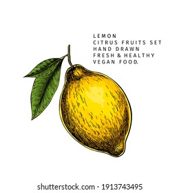 Handgezeichneter Zitronenfruchtzweig. Gravierte Vektorgrafik. Saure exotische Zitruspflanzen. Sommerernte, Konfitüre oder Cocktail vegan Zutat. Menü, Paket, Kosmetik, Lebensmitteldesign