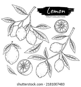 Colección de fruta de limón extraída a mano