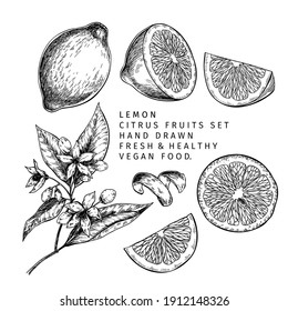 Hand drawn lemon fruit and leaf. Engraved vector illustration. Sour citrus exotic plant. Summer harvest, jam or cocktail vegan ingredient. Menu, package, cosmetic, food design