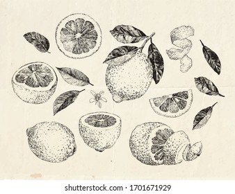 Hand drawn lemon fruit, sliced and peeled lemon, vintage illustration