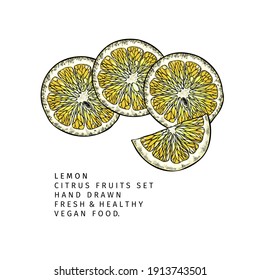 Hand drawn lemon fruit slices. Engraved vector illustration. Sour citrus exotic plant. Summer harvest, jam or cocktail vegan ingredient. Menu, package, cosmetic, food design