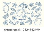 Hand drawn lemon fruits with leaves and flowers. Sketch style vector modern botanical illustration. Citrus doodles tropical fruits. Summer design for pattern, poster, card, banner, cover.