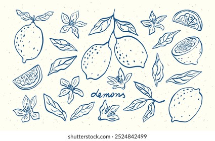 Hand drawn lemon fruits with leaves and flowers. Sketch style vector modern botanical illustration. Citrus doodles tropical fruits. Summer design for pattern, poster, card, banner, cover.