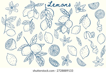 ilustração de limão desenhado à mão conjunto de frutas cítricas, fatias, folhas, flores, ramos. raspas de limão em linha de esboço estilo vetorial de arte. ilustração botânica moderna verão citrus doodles frutas tropicais.