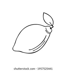 Hand drawn lemon illustration in vector. Doodle lemon illustration in vector.