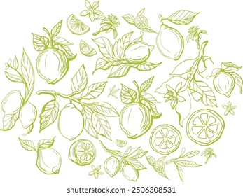 Hand drawn lemon set on yellow background. Outline whole citrus with peel and natural fruites into different pieces and circle slices, branch of blossom and leaves. Vintage postcard with lemons.
