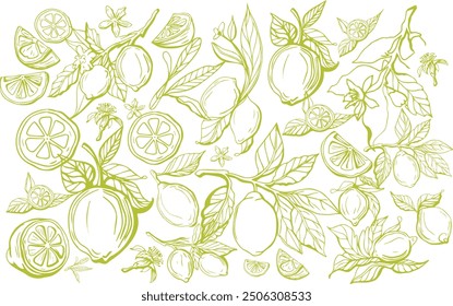 Hand drawn lemon set on yellow background. Outline whole citrus with peel and natural fruites into different pieces and circle slices, branch of blossom and leaves. Vintage postcard with lemons.