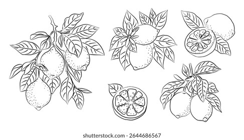 Hand drawn lemon set with whole, half, and sliced fruits, leaves, and flowers. Line art citrus illustration isolated on white. Perfect for packaging, kitchen prints, and botanical design.
