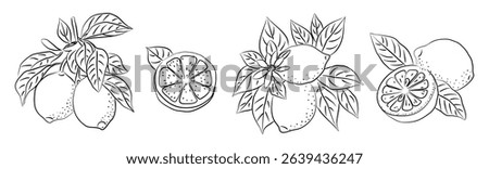 Hand drawn lemon set with whole, half, and sliced fruits, leaves, and flowers. Line art citrus illustration isolated on white. Perfect for packaging, kitchen prints, and botanical design.
