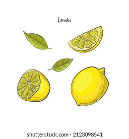 Hand drawn lemon sketch isolated on white background.