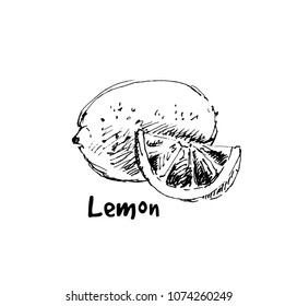 Hand drawn lemon. Sketch, vector illustration.