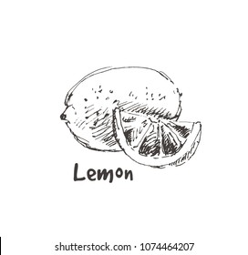 Hand drawn lemon. Sketch, vector illustration.