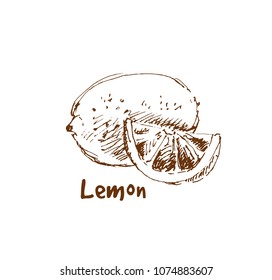 Hand drawn lemon. Sketch, vector illustration.