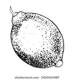 Handgezeichnete Zitrone. Vektorillustration skizzieren. Schwarze Tintenkontur von Fruchtcitrus. Isoliert auf weißem Hintergrund. Design für Menü, Verpackung, Textil